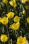 meadow covered with lots of tulips on a blurred background of flowers