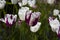 Meadow covered with lots of tulips on a blurred background of flowers