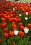 meadow covered with lots of tulips on a blurred background of flowers