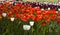 meadow covered with lots of tulips on a blurred background of flowers