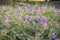 Meadow covered in lupine wildflowers, Yosemite National Park, California