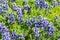 Meadow covered in Sky Lupine Lupinus nanus wildflowers, North Table Ecological Reserve, Oroville, California