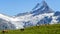 Meadow with cows with the Schreckhorn mountain in background