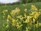 Meadow cowslips colonising field in springtime