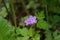 Meadow crane`s-bill plant