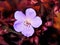 Meadow Cranesbill - Geranium pratense \'Dark Reiter\'