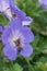 Meadow craneâ€™s-bill, close-up flower with honeybee