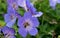 Meadow craneâ€™s-bill, close-up flowers with honeybee