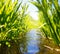 Meadow creek with green grass