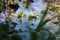 Meadow creek with green grass, summer time