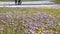 Meadow with Crocus flowers