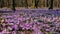 Meadow of crocus flowers in the spring forest