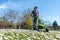 Meadow with daisies with blurred man, lawn mower and background