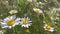 Meadow with daisies. daisies sway in the wind. video with grass and daisies. White flowers