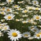 A meadow of daisies that sprout tiny wings and flutter like butterflies when a breeze passes2