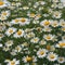A meadow of daisies that sprout tiny wings and flutter like butterflies when touched by a gentle breeze3