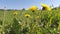 Meadow with dandelion flowers