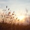 Meadow dandelion flowers in field on orange sunset.