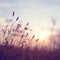 Meadow dandelion flowers in field on orange sunset