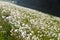 Meadow with dandelion seed heads