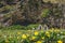 meadow with dandelions and camomiles near living houses with grassy roofs under mountain