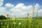 Meadow with dandelions and green grass in spring