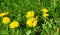 Meadow Of Dandelions Panorama with honey bee. Taraxacum is a large genus of flowering plants in the family Asteraceae