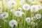 A meadow of dandelions. Sunset or sunrise