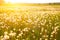 Meadow Of Dandelions to Make Dandelion Wine.