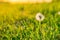 Meadow Of Dandelions to Make Dandelion Wine. Sunset or Sunrise