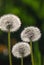 Meadow Of Dandelions to Make Dandelion Wine. Sunset or Sunrise