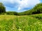 Meadow and deciduous forest in wild nature