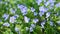 Meadow of  delicate and small Veronica Umbrosa Georgia Blue flowers close up.