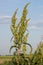 Meadow dock Rumex obtusifolius L.