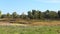 Meadow with dried pond surrounded by cattails and trees