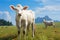 Meadow encounter a white cow captivates in the green expanse