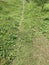 meadow expanse, weeds, yellow-green grass natural background with beautiful stripes