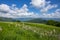 Meadow expanses with asphodels and narcissus flowers under a blue sky with clouds.