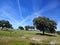 Meadow in Extremadura