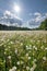 Meadow with faded dandelions