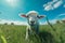 meadow farm sun grass field wool animal green sheep lamb. Generative AI.