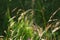 Meadow Feather grass ears in the rays