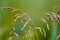 Meadow fescue Festuca partensis on a bright sunny day