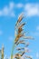 Meadow fescue Festuca partensis on a bright sunny day