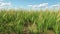 Meadow Fescue Grass Texture For Landscape Design