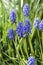 Meadow field with blue grapes spring flowers