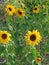 Meadow field full of summer sunflowers