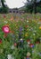 Meadow field of mixed wild flowers daisy poppy