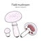 Meadow or field mushroom Agaricus campestris , edible and medicinal mushroom