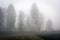 Meadow, field and tall trees emerging from dense fog